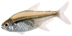 Hyphessobrycon heterorhabdus (Bandera belga)