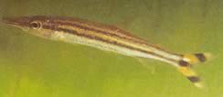 Ichthyborus quadrilineatus Characin en BEC (PHAGO) con cuatro líneas