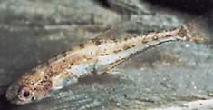 Klausewitzia ritae (Tetrina enana rita)