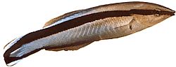 Labroides dimidiatus Limpiador común