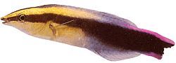 Labroides phtirophagus Labroid de cola roja