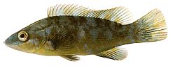Labrus bergylta Anticuado