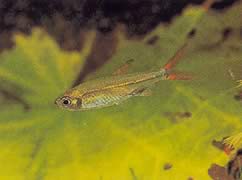 Ladigesia roloffi (Sierra-léone enano tetra)