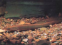 Lampetra fluviatilis Lámpara fluvial
