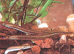 Lampetra planeri Lámpara de cepillo