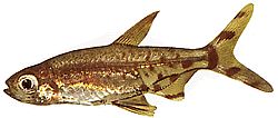 Lepidarchus adonis (Tetra adonis, tetra desnuda)