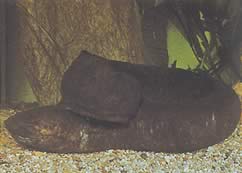 Lepidosiren paradoxa (América del Sur Lepidosirène)