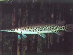 Lepisosteus tristoechus Lepisosteus Tristoechus