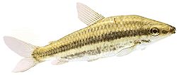 Leporinus arcus Leporinus Arcus