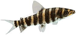 Leporinus octofasciatus (Leporinus con aletas rojas)