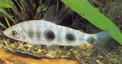 Leporinus steyermarki Steyermark gris leporino