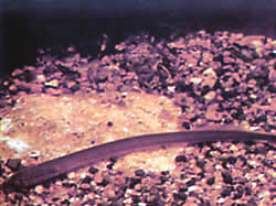 Lethenteron kessleri (Lamprey Kessler)