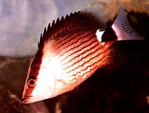 Lutjanus sanguineus Recorte de sangre roja