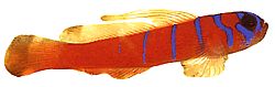 Lythrypnus dalli Catalina Gobie