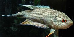 Macropodus concolor