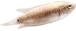 Macropodus cupanus (Pez pesca de cola de cola marrón)