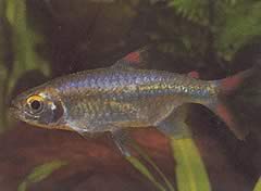 Micralestes sp. (Tetra africana con aletas rojas)