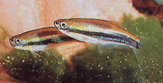 Mimagoniates lateralis (Tetra-Glande con lados barrados)