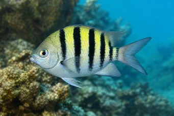 Abudefduf saxatilis Sargento mayor