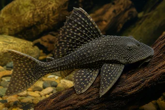 Acanthicus adonis Bagre de hadas o adonis