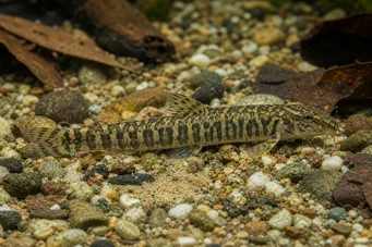 Acanthocobitis botia Locche plano