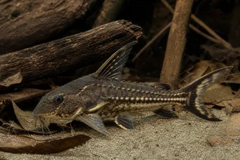 Acanthodoras spinosissimus Vocero