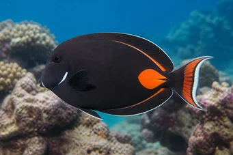 Acanthurus Achilles Cirujano de mancha roja y cola