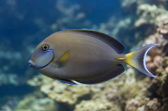 Acanthurus Fowleri Pez cirujano de Fowler