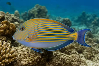 Acanthurus Lineatus Cirujano a rayas
