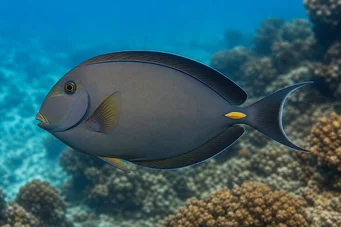 Acanthurus Mata Cirujano de cola blanca