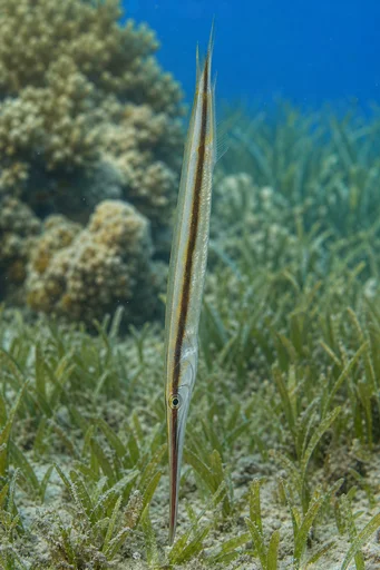 Aeoliscus strigatus Pez navaja