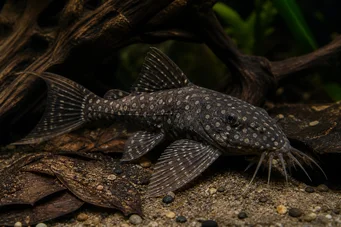 Agamyxis pectinifrons Bagre de peige