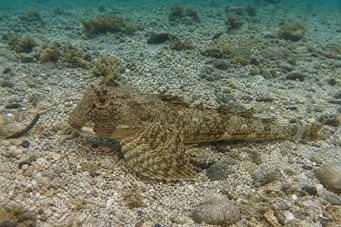 Agonus decagonus Hurón de mares