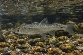 Alburnoides bipunctatus