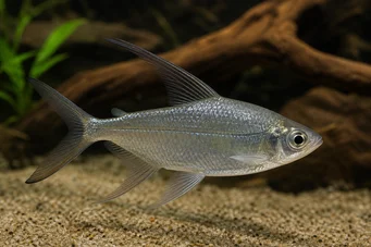 Alestes longipinnis Characin con aletas largas