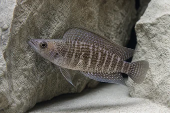 Altolamprologus compressiceps Compresión de altolamprologus