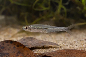 Ammocryptocharax minutus Minuto de Characin-Fleche