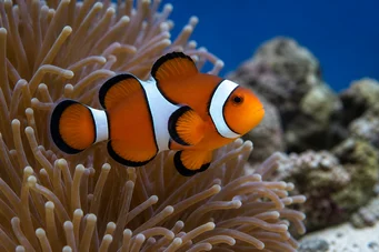 Amphiprion bicinctus Pez payaso de dos bandas