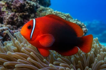Amphiprion frenatus Payaso rojo