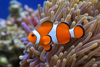 Amphiprion ocellaris Pez payaso de tres bandas