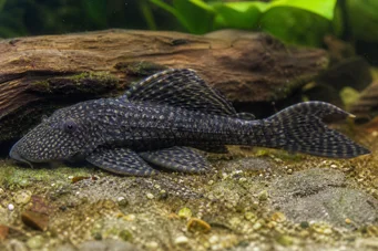Ancistrus bodenhameri Ancistrus Bodenhameri