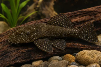 Ancistrus cirrhosus Ancistrus cirrosus