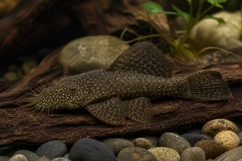 Ancistrus hyplogenys Black Ancistrus
