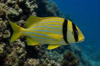 Anisotremus virginicus Cerdo
