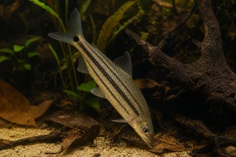 Anostomus anostomus