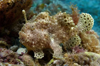 Antennarius maculatus pez-rapaud, pescador o antenas