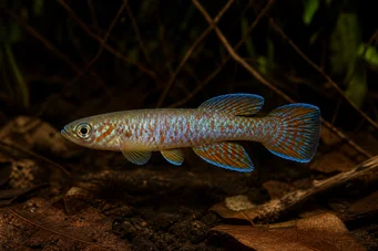 Aphyosemion sjoestedti APHYO AZUL