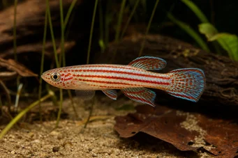 Aphyosemion striatum