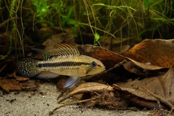 Apistogramma nijsseni Najssen enano cíclido