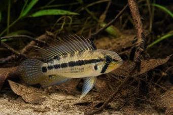Apistogramma trifasciatum CiChlid enano de tres líneas